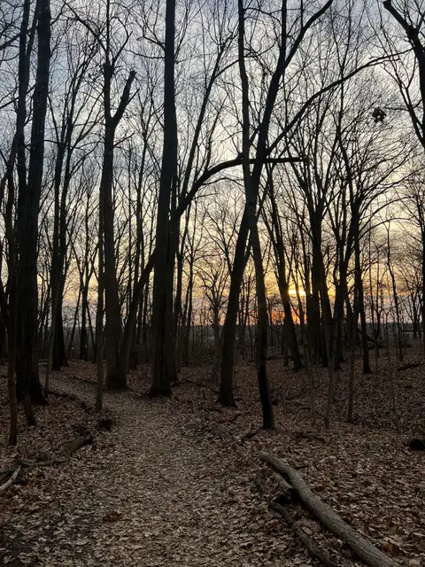 Golden hour glow on a quiet forest path.